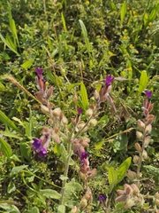 Anchusa hybrida, photograph author not stated, no rights reserved
