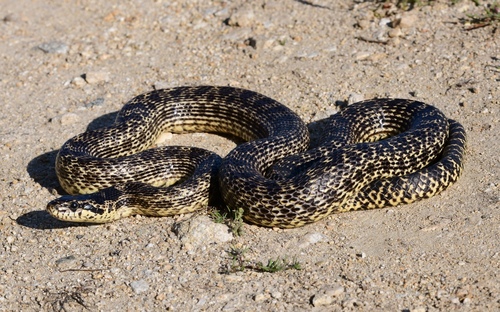 East-Four-lined Ratsnake