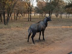 Boselaphus tragocamelus