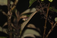 Raorchestes luteolus