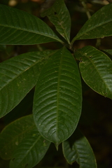 Psychotria