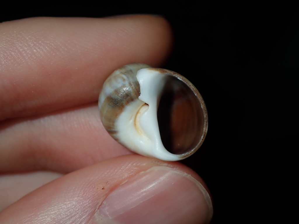 Spotted Sand Shell