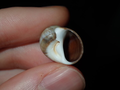 Spotted Sand Shell