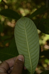 Psychotria