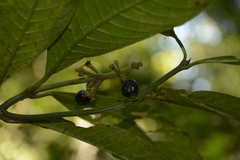 Psychotria