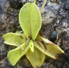 Pinguicula hirtiflora