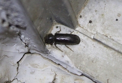 Melalgus plicatus