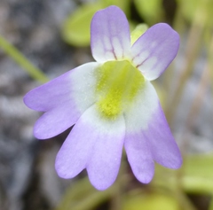Pinguicula hirtiflora