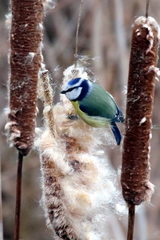 Cyanistes caeruleus