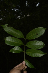 Dysoxylum gotadhora