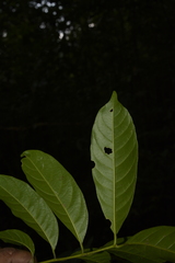 Dysoxylum gotadhora