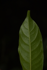 Dysoxylum gotadhora