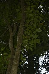 Dysoxylum gotadhora