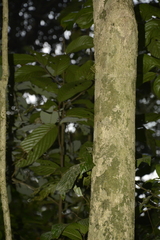 Dysoxylum gotadhora