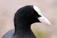 Fulica atra
