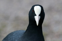 Fulica atra