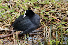Fulica atra