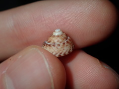 Clanculus undatoides