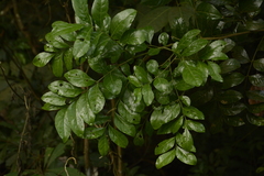 Clausena indica