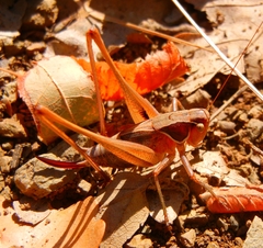Sepiana sepium