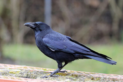 Corvus corone