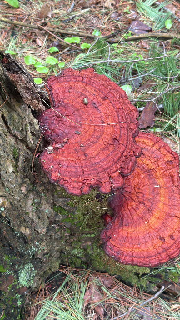 hemlock varnish shelf · May 2026 · photo: Photo: (c) Jude Kesl, some rights reserved (CC BY) · iNaturalist