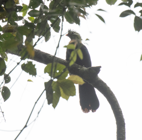 Yellow-billed Turaco (Tauraco macrorhynchus), photo 10