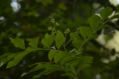 Clausena indica