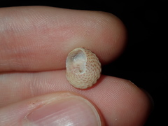 Clanculus undatoides