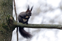 Sciurus vulgaris