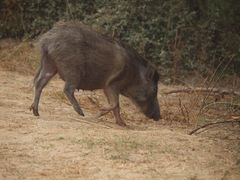 Sus scrofa cristatus