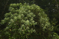Colebrookea oppositifolia