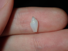 Austroginella translucida