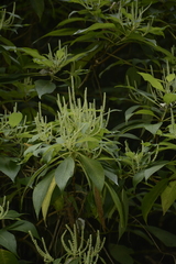 Colebrookea oppositifolia