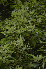 Colebrookea oppositifolia