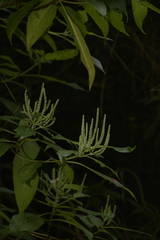 Colebrookea oppositifolia