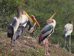 Mycteria leucocephala