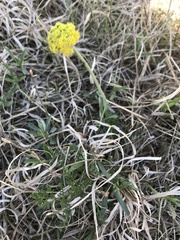 Lomatium foeniculaceum