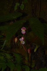 Begonia dipetala