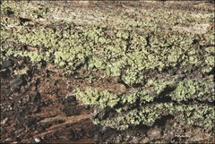 Neophyllis melacarpa