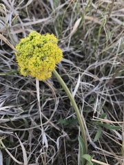 Lomatium foeniculaceum