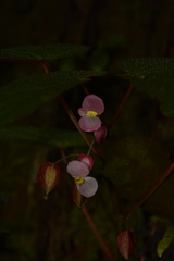 Begonia dipetala