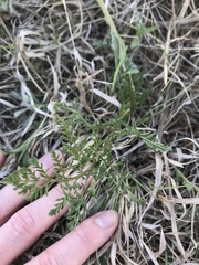 Lomatium foeniculaceum