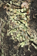 Thysanothecium scutellatum