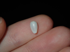 Mesoginella olivella