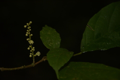 Mallotus aureopunctatus