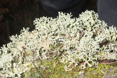 Hypogymnia pulverata
