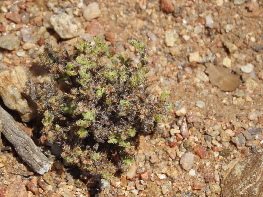 moth combseed from Riverside County, CA, USA on May 11, 2026 at 12:31 ...