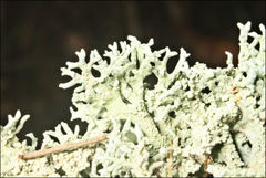 Hypogymnia pulverata