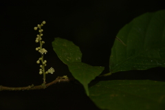 Mallotus aureopunctatus